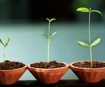 Three small pots with plants in them on a table.